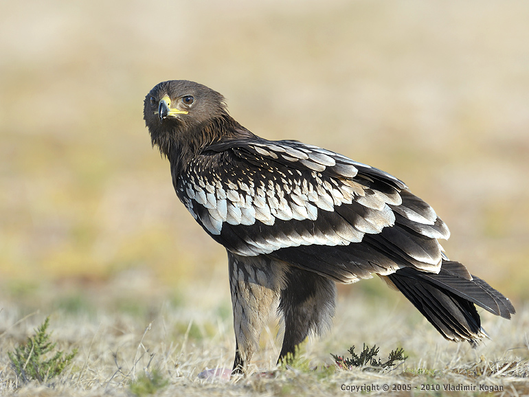 Greater Spotted Eagle