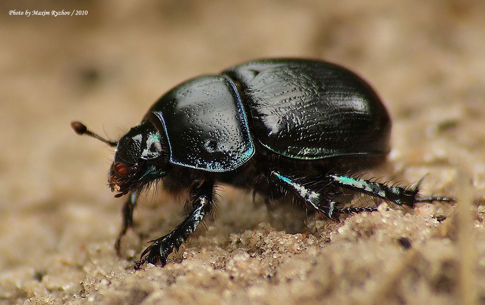 Навозник Anoplotrupes stercorosus