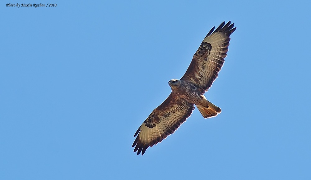 Канюк Buteo buteo