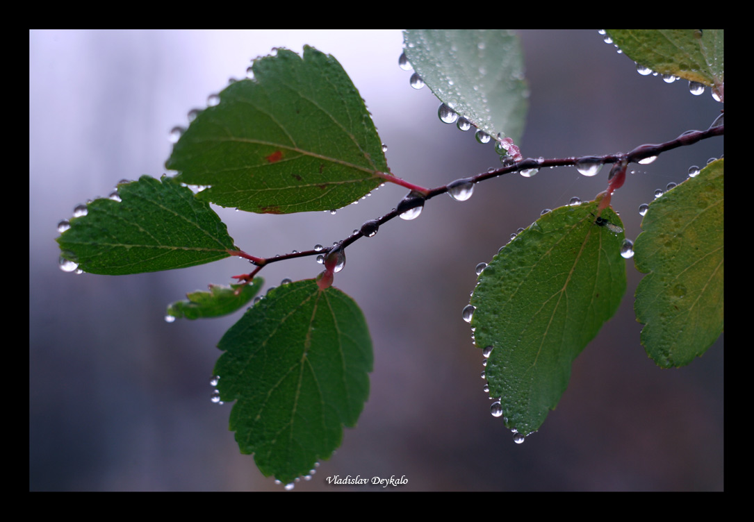 Autumn brilliant