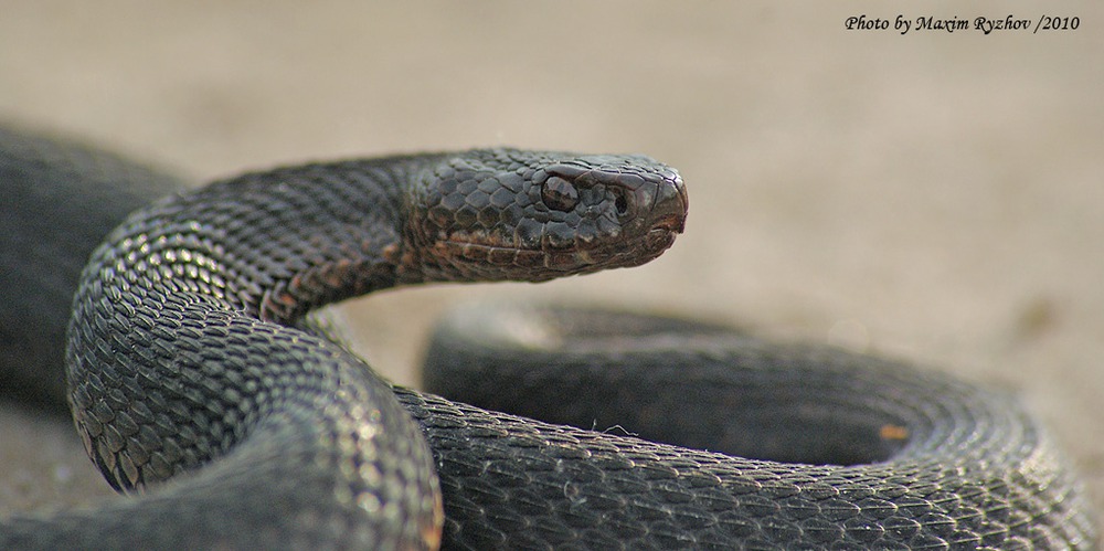 Vipera berus (черная морфа)