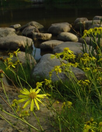 &amp;quot;Ромашки&amp;quot;