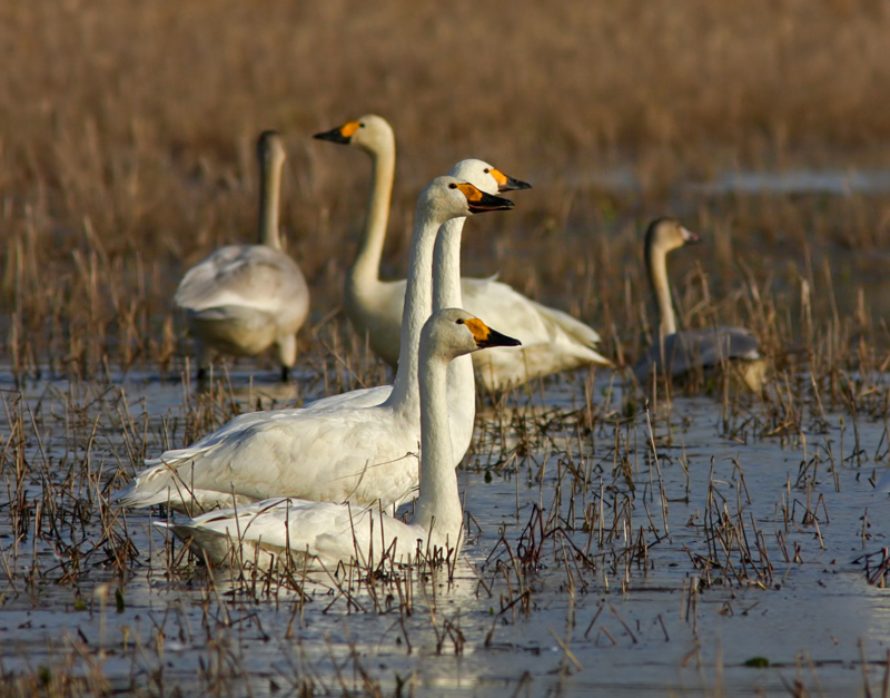 bewick's swans: сквозь тернии к теплу