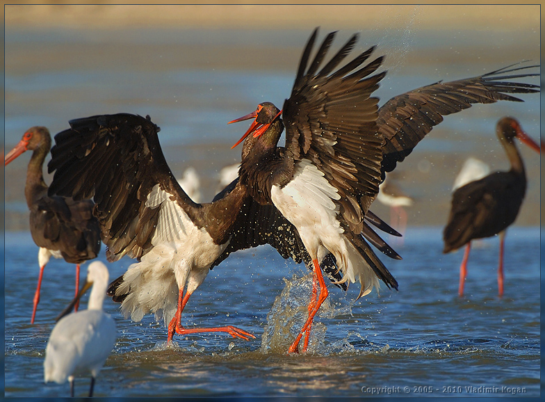 Black Stork: гильотина