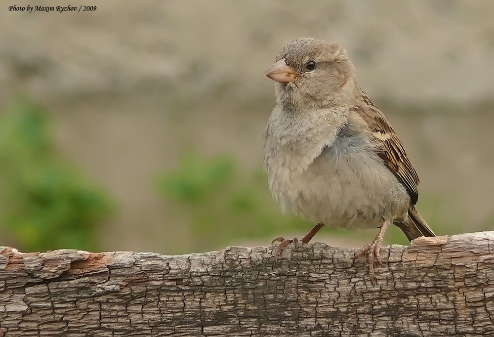 Домовой воробей Passer domesticus (самочка)