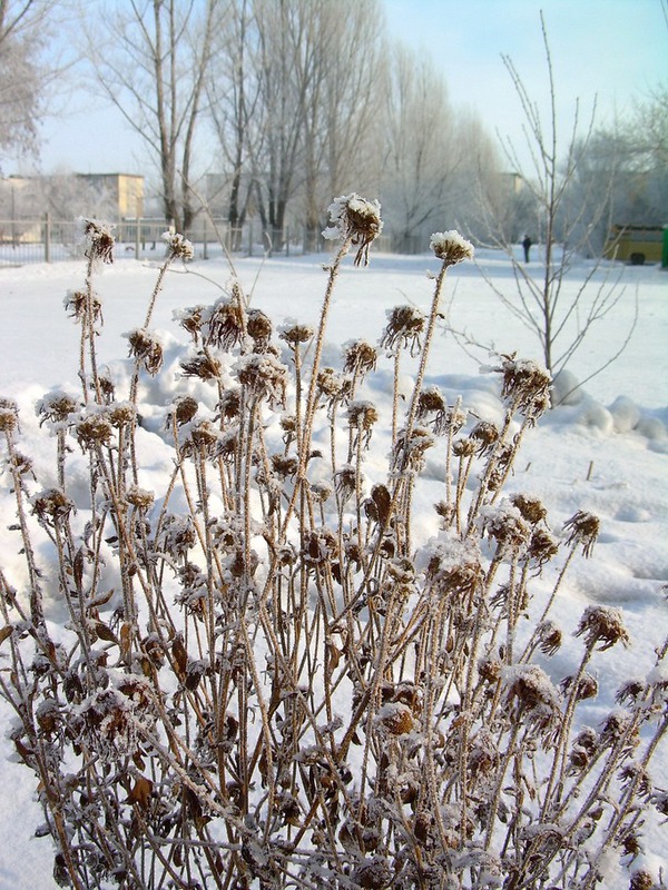 Зимний букет