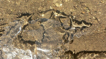 Идущие по пустыне