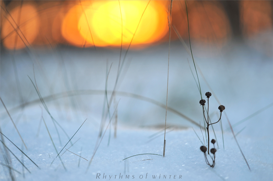 Rhythms of winter