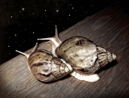 Первооткрыватели