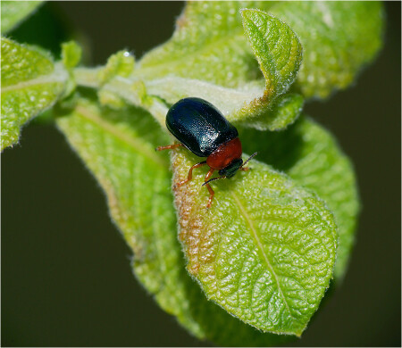 Листоед синий
