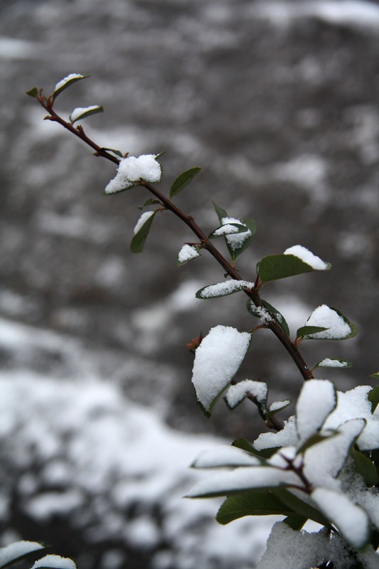 Snow in London