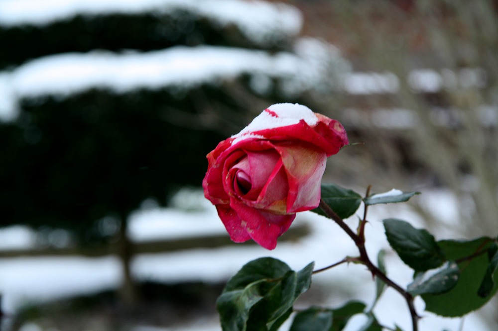 Snow in London