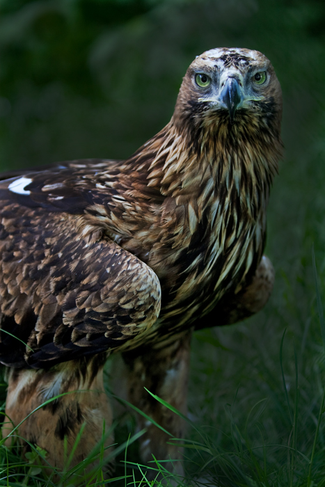 Aquila heliaca