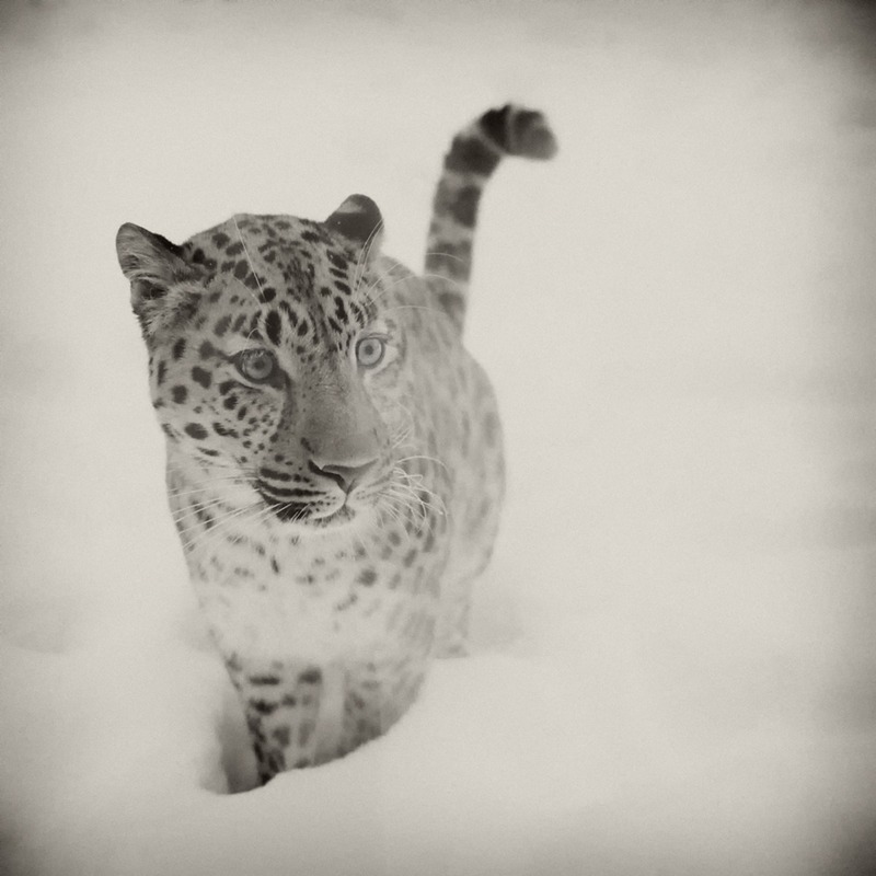 OS X Snow Leopard ))