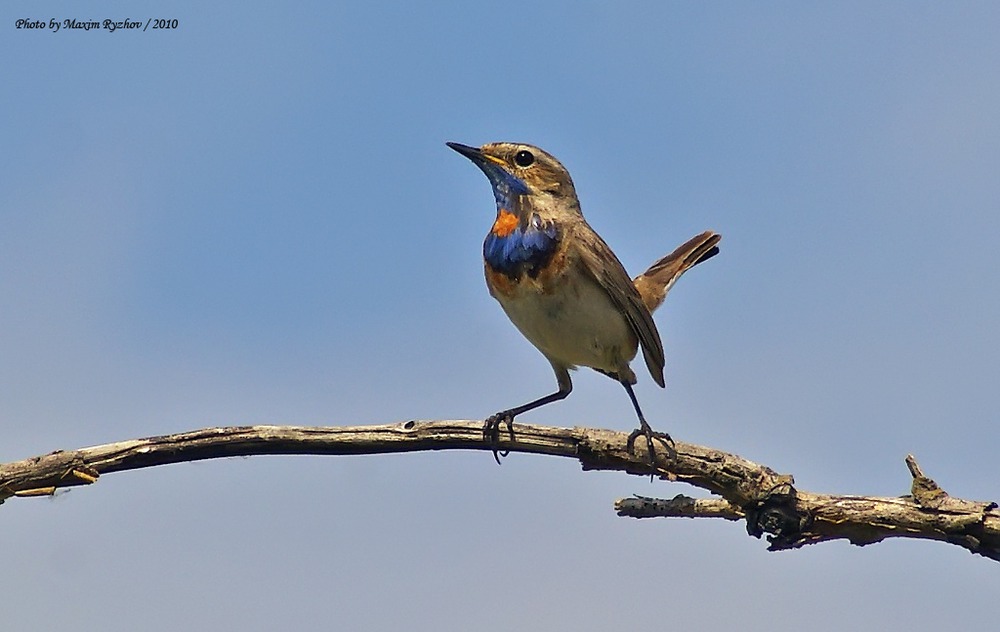 Варакушка Luscinia svecica