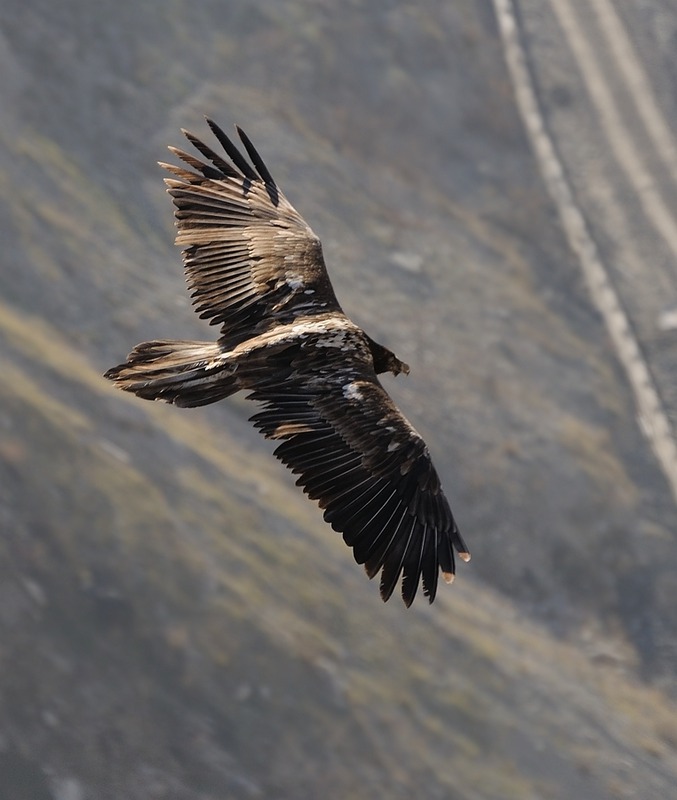 Gypaetus barbatus. Бородач ягнятник