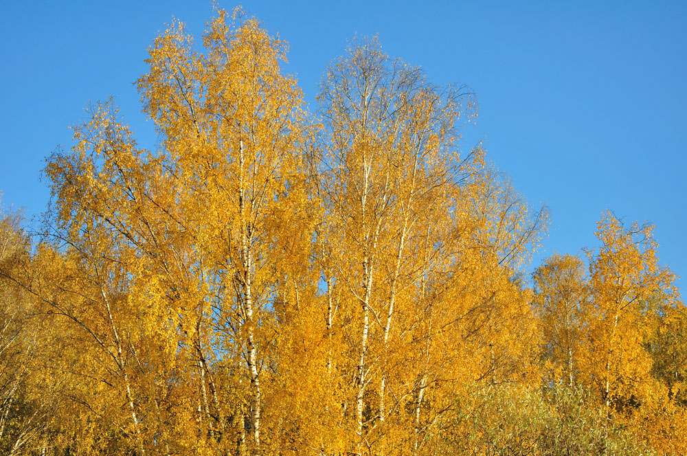 Осеннее &quot;золото&quot;