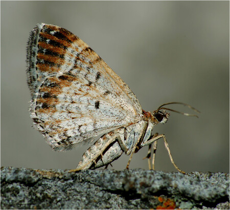 Ларенция обыкновенная