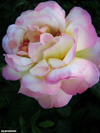 Розовое счастье