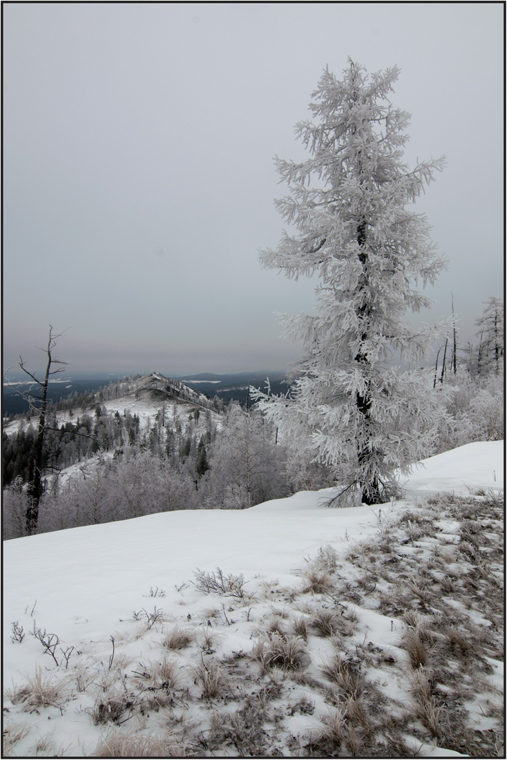 Белая ель