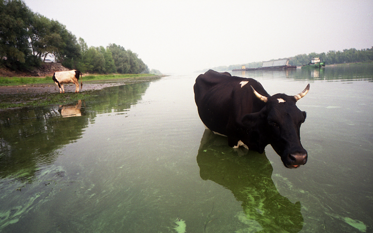 Cow in The Lake With Duckweed