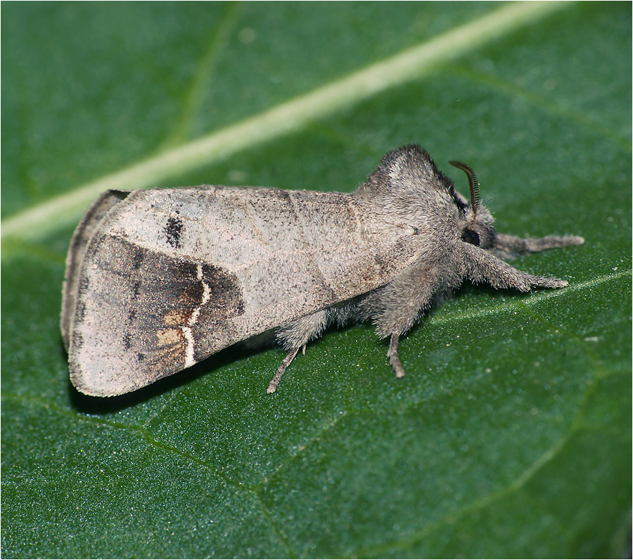 Clostera anachoreta — Кисточница отшельница