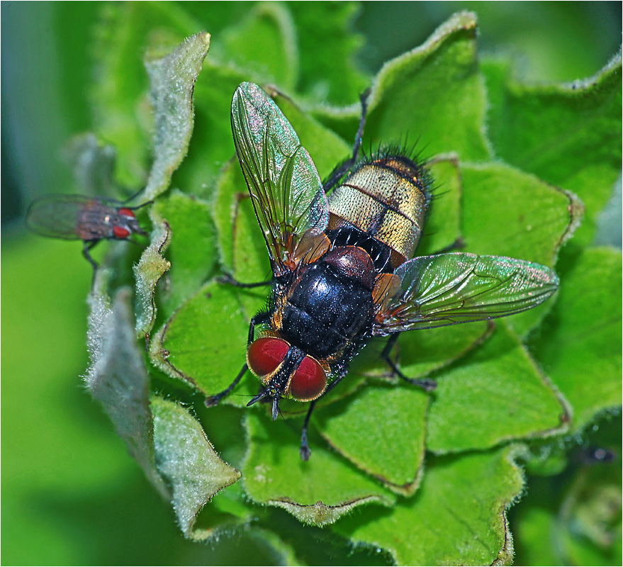 Winthemia speciosa