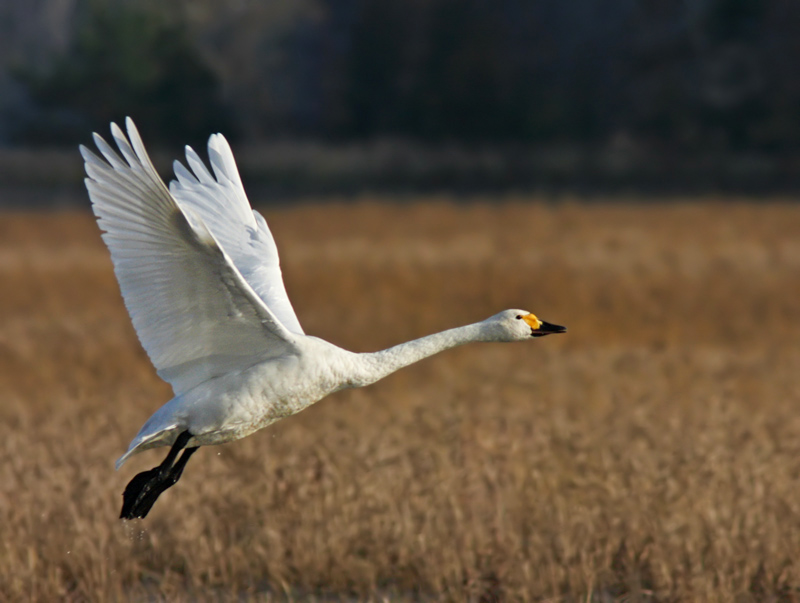 bewick's swan: рожденный летать