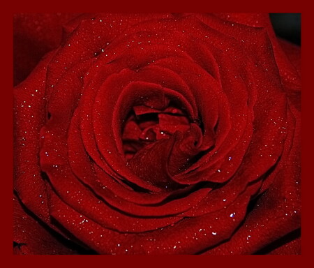 Просто РОЗА!!!