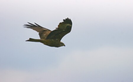 Облетая владения