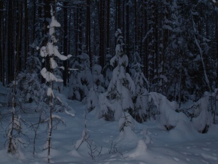 Зимняя сказка