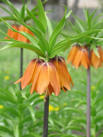 Аленький цветочек