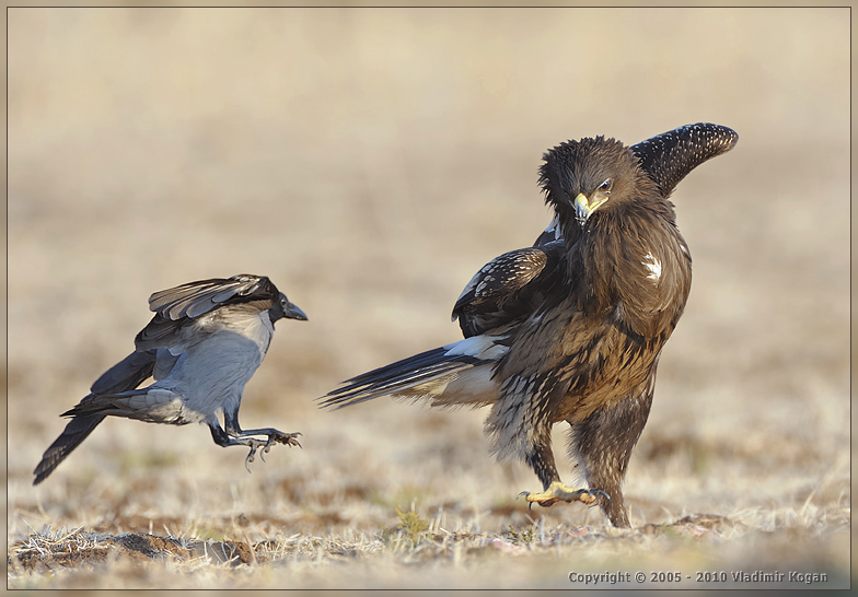 Greater Spotted Eagle: dance