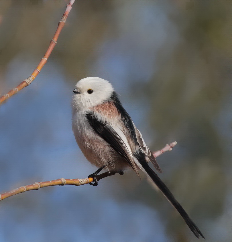 AEGITHALOS CAUDATUS