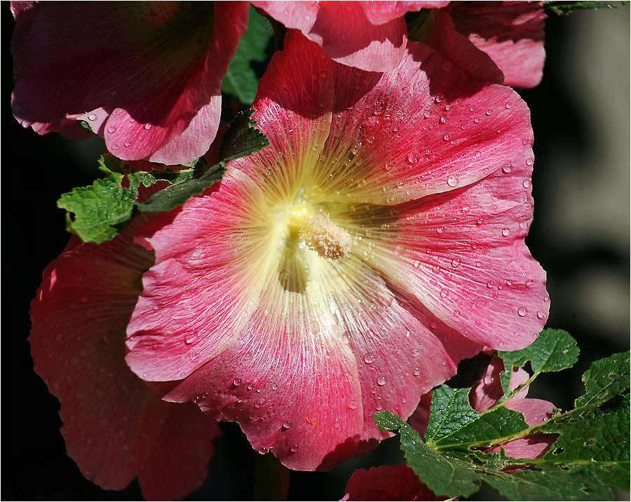 Alcea rosea