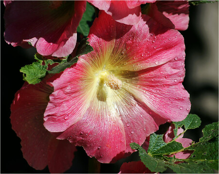 Alcea rosea