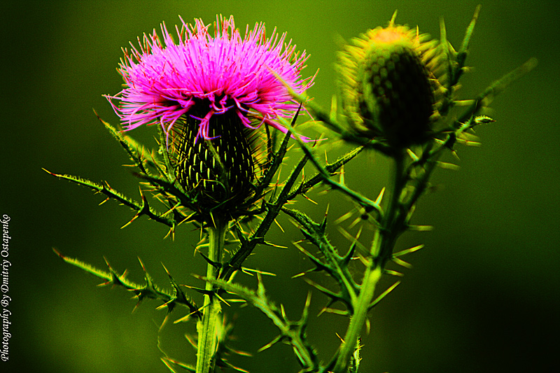 Milk thistle &quot;Парные танцы&quot;