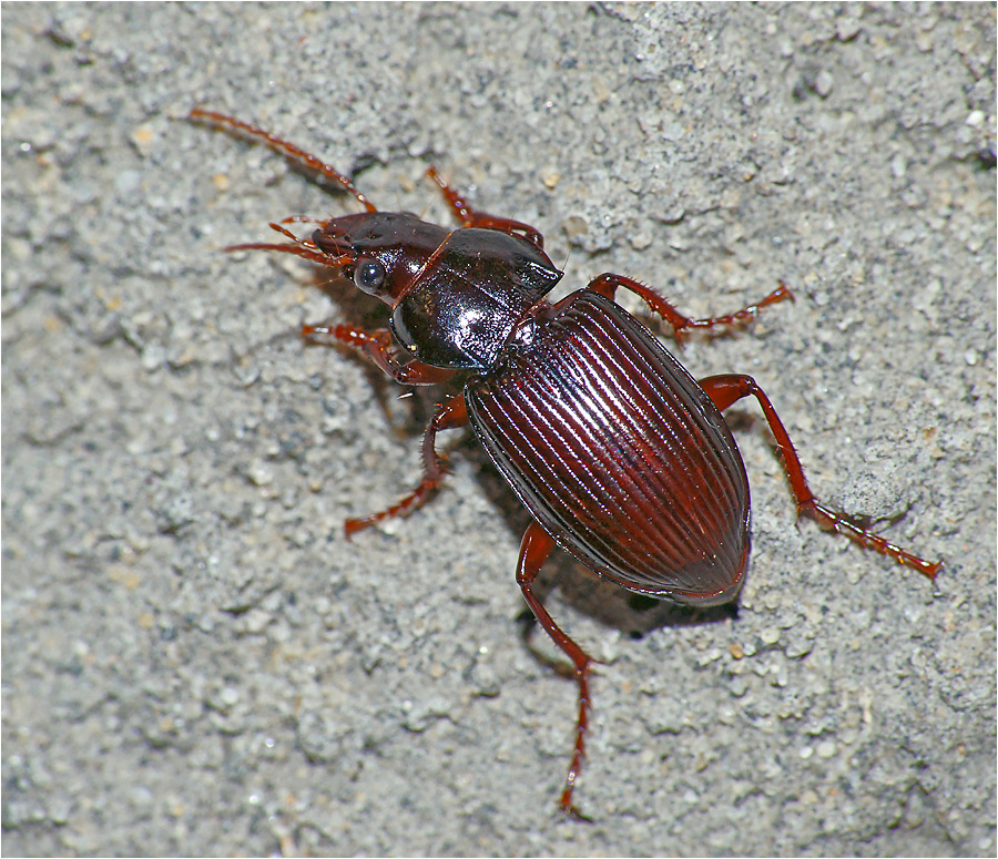 Curtonotus aulicus - Жужелица