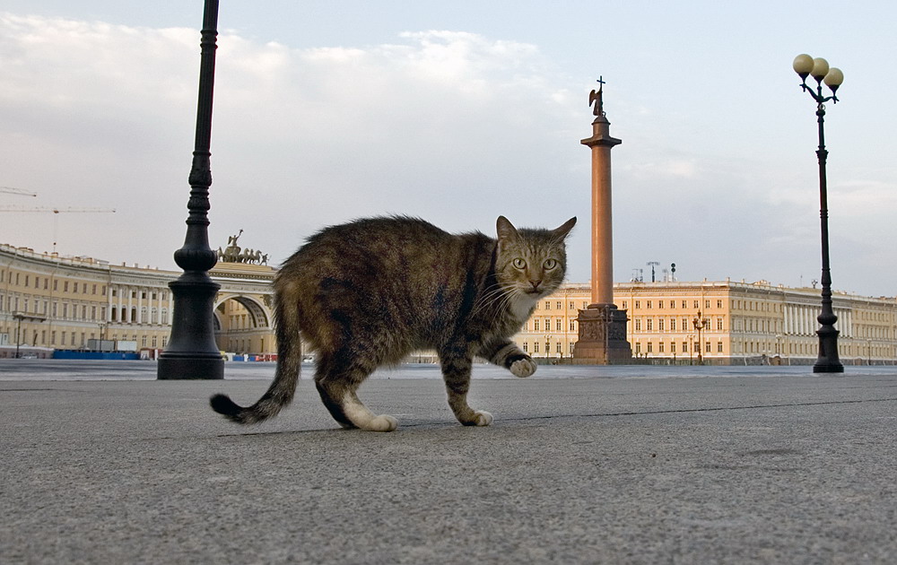 питерский котэ