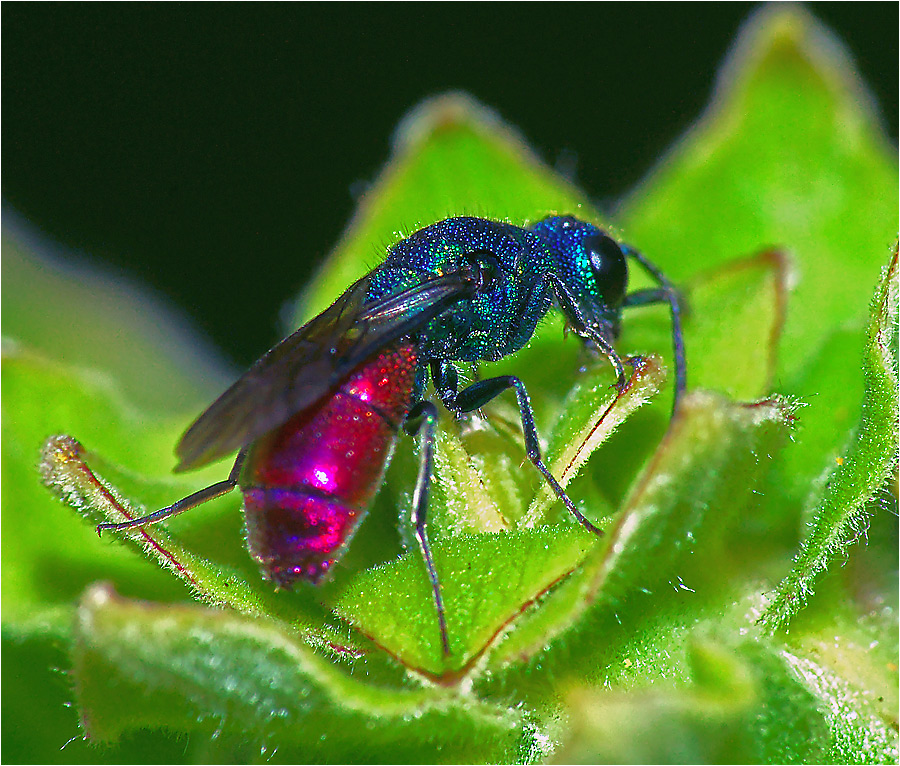 Chrysis fulgida - Оса-блестянка