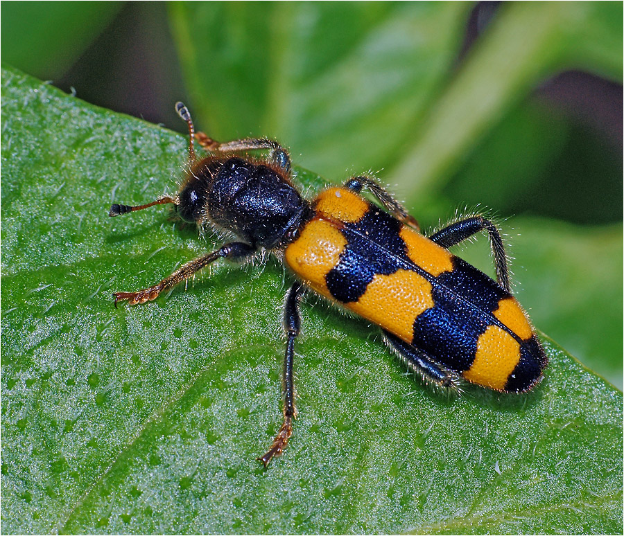 Пчеложук Trichodes sp.