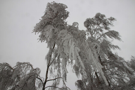 Лед на деревьях1