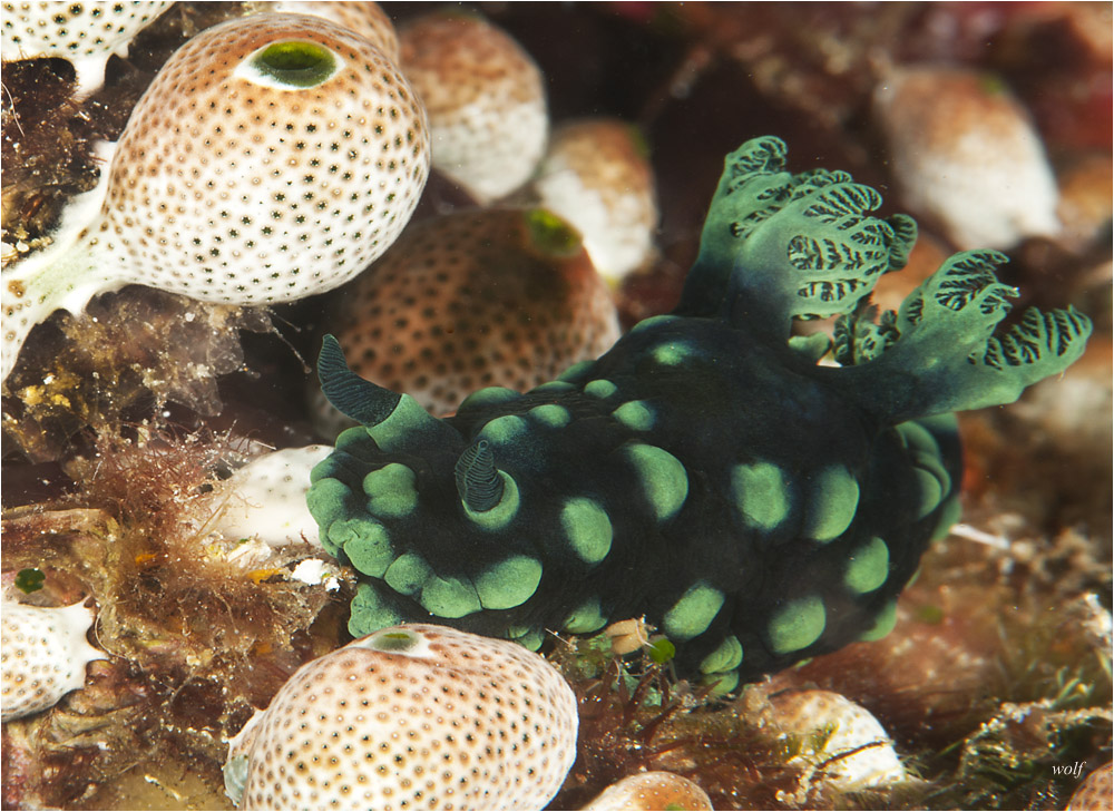 Nudibranch