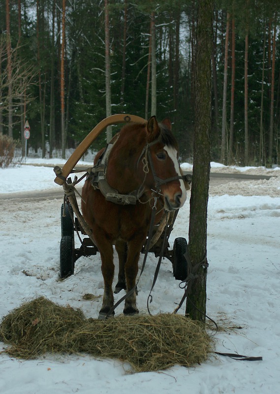 лошадка