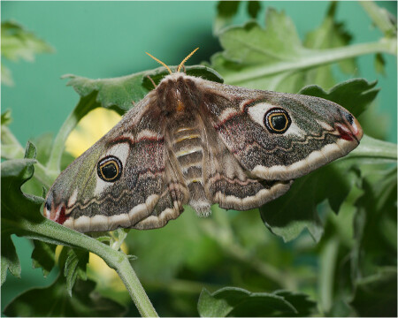Saturnia pavonia - Малый ночной павлиний глаз