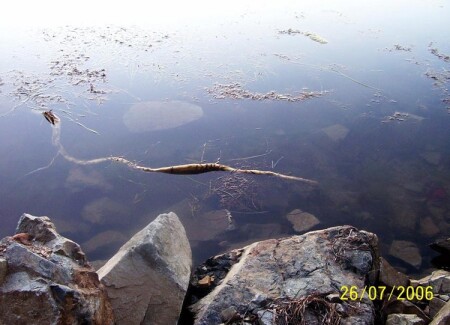 Темная вода