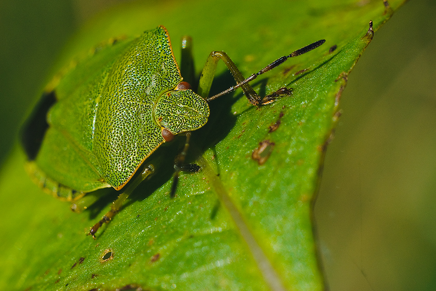 Palomena prasina