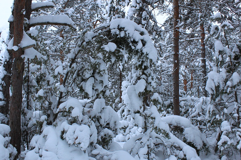 пергола