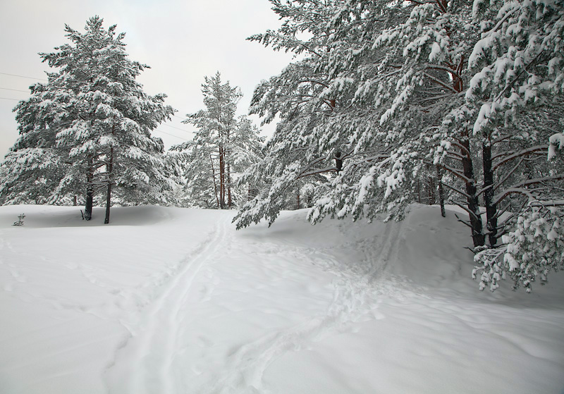 зимний лес