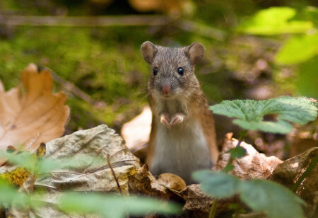 Любопытный мыш